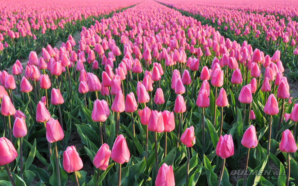 Field with pink Ollioules tulips